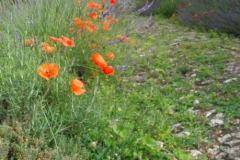 Les Trois Jardins Sarlat