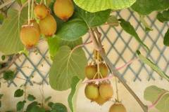 Kiwis